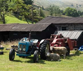 You don't see these much now. A vintage Ford tractor connected to a baler making small bales. The sheep complete the picture