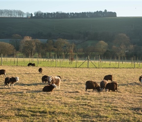 Herdwick Sheep enjoy the January sunshine