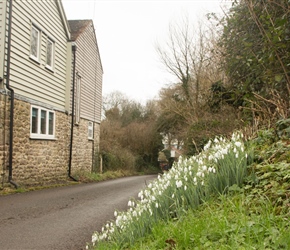 Snowdrops on the road to Mere