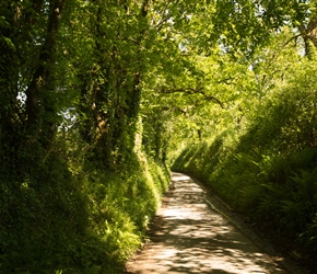Dappled Country lane, typical high hedged Devon Lane