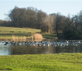 Geese at Longleat 